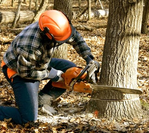 Tree Removal in Barnardsville, NC